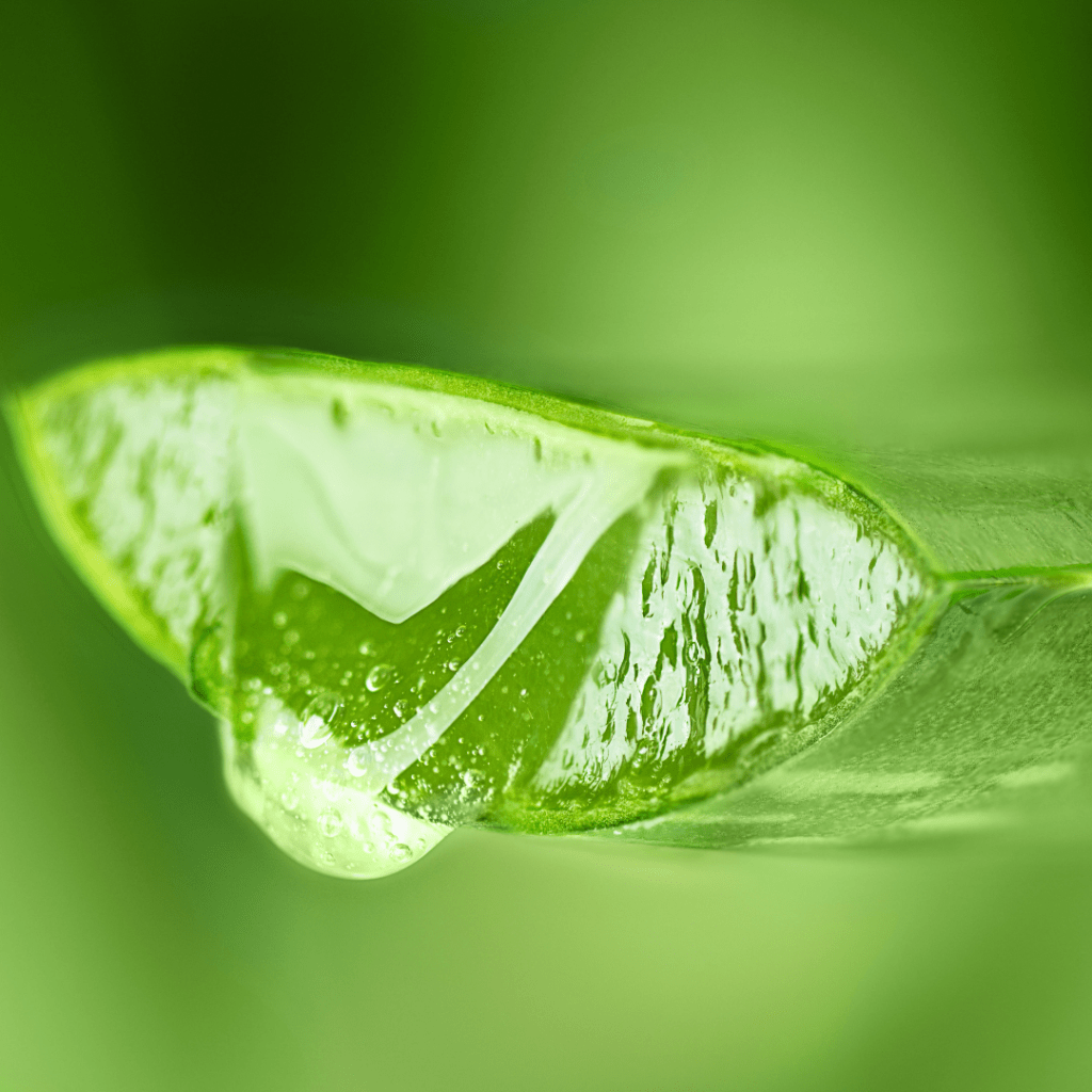 Svježi gel iz lista aloe vere, glavnog sastojka Herbalife biljnog koncentrata aloje, bogat prirodnim nutrijentima koji podržavaju hidrataciju, probavu, detoksikaciju i svakodnevnu vitalnost organizma.