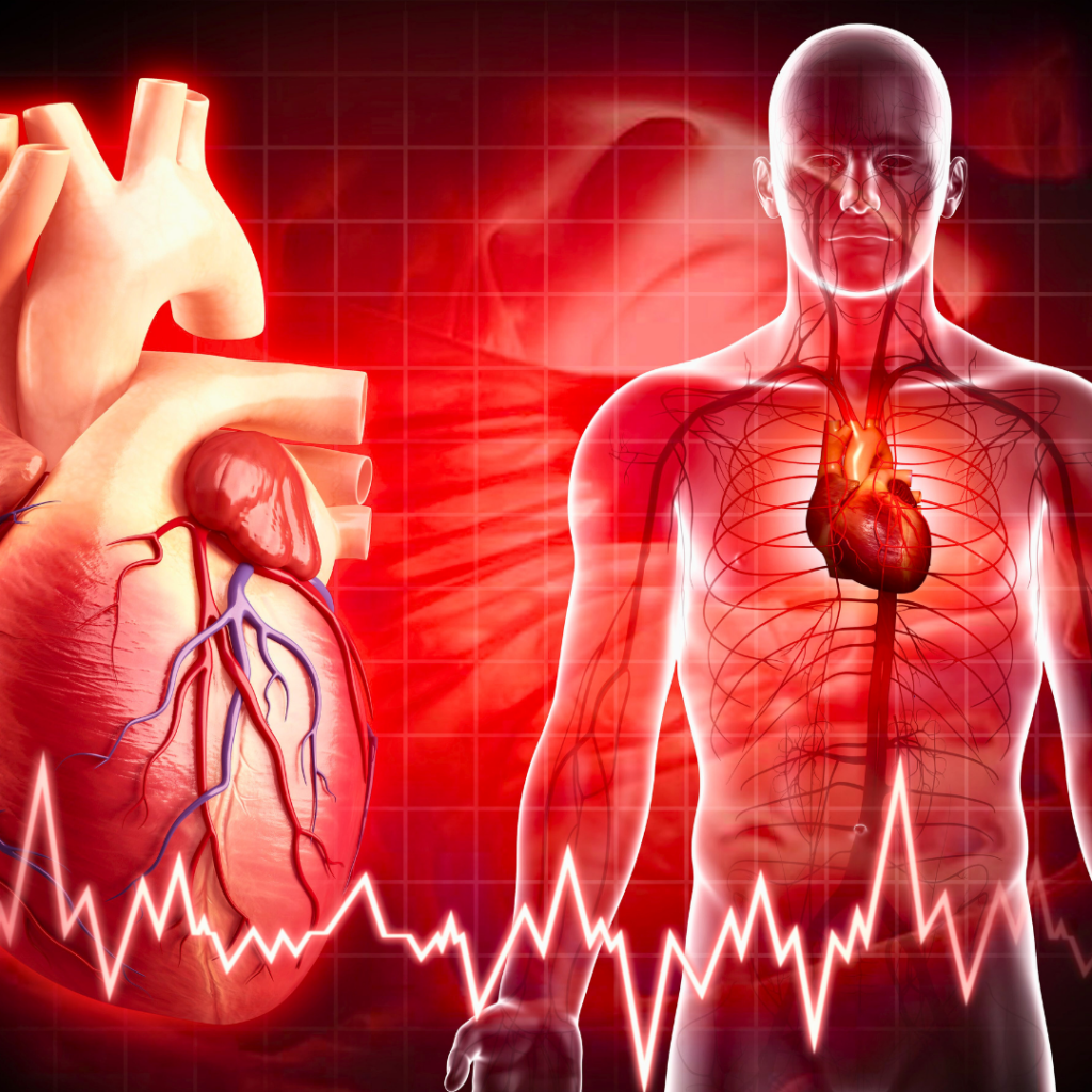 Ilustracija ljudskog srca i krvožilnog sustava s prikazom pulsa – simbol važnosti kardiovaskularnog zdravlja, prevencije bolesti srca i podrške kroz omega-3 masne kiseline.
