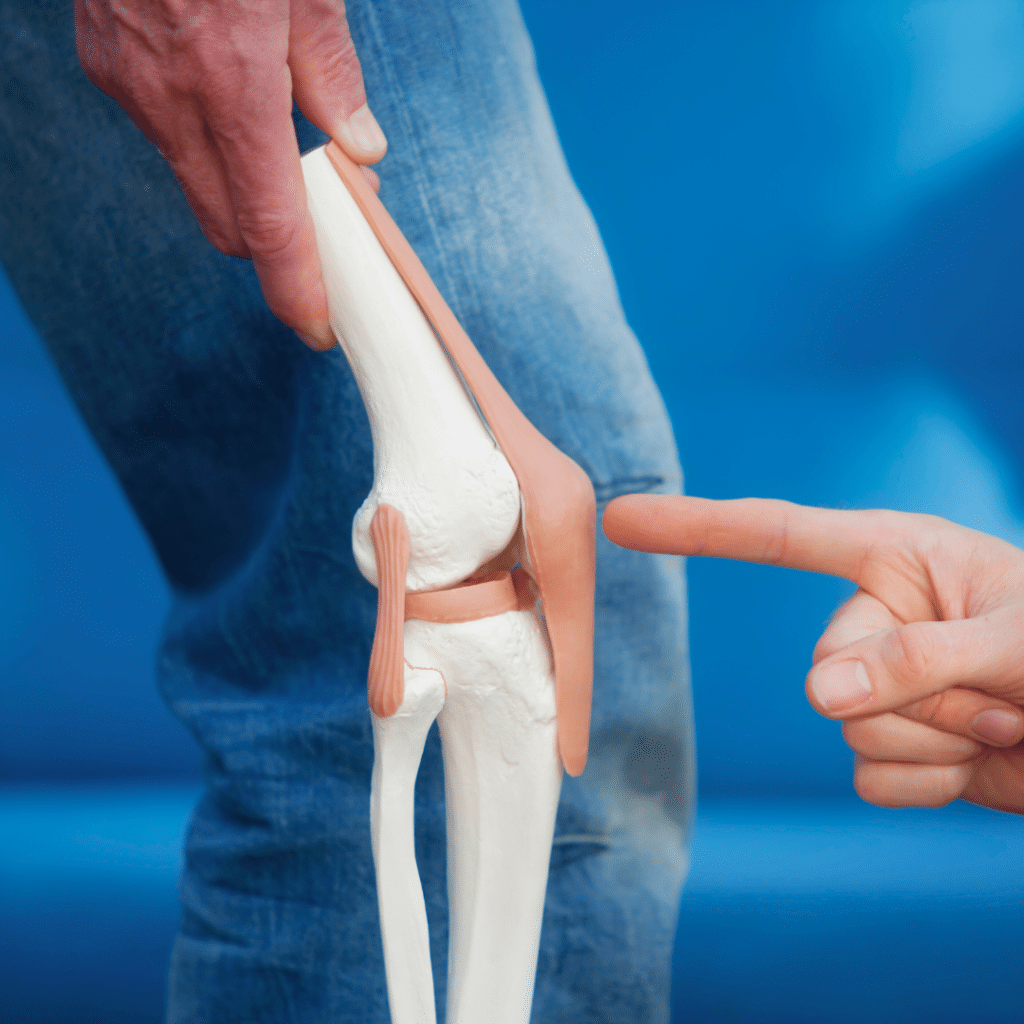 Anatomski model koljena koji prikazuje zglob, ligamente i tetive, uz objašnjenje struktura važnih za stabilnost i zdravlje koljena.